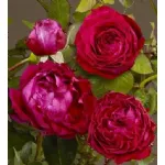 Katherine™ romantic rose