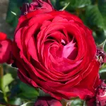 Katherine™ romantic rose