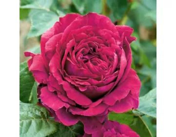 La Rose des 4 Vents® romantic rose
