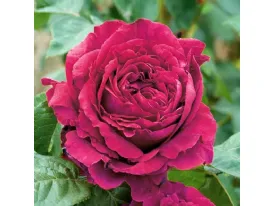 La Rose des 4 Vents® romantic rose