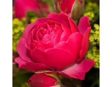 Magic Rokoko® romantic rose