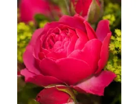 Magic Rokoko® romantic rose
