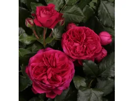 Marietta romantic rose
