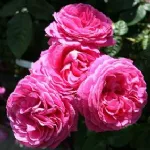 Naomi™ romantic rose