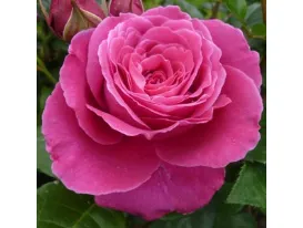 Naomi™ romantic rose