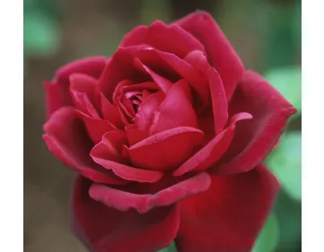 Oklahoma®  romantic rose