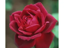 Oklahoma®  romantic rose
