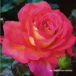 Parfum de Grasse® romantic rose