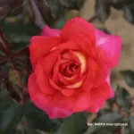Parfum de Grasse® romantic rose