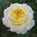 Rose de Bretagne® - Adarefixa
