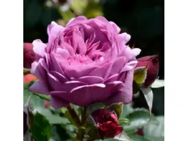 Rose Thelma romantic rose