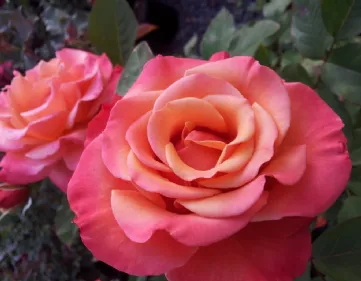 Grow floribunda roses