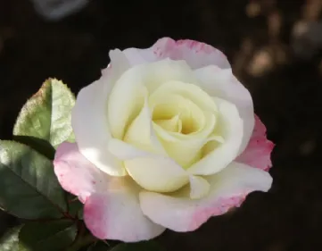Floribunda rose cultivation