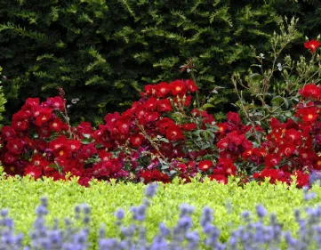 Grow ground cover roses