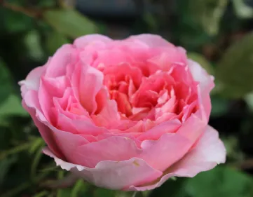Caring for Hybrid Tea roses