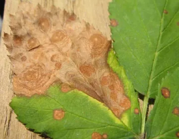 Anthracnose of roses