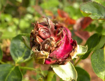 Rose diseases