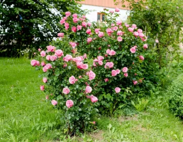 Rose organic fertilizer