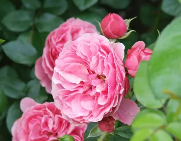 Gamic reproduction rose