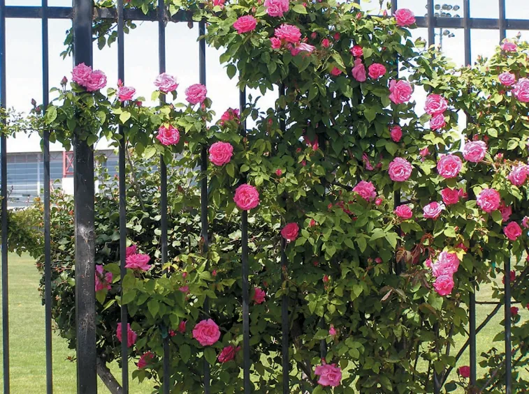 Climbing roses for sale