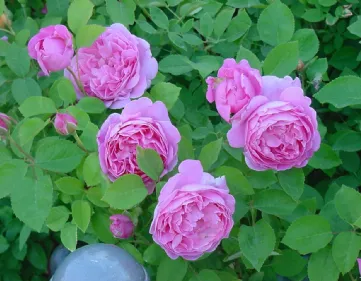 Old English Roses