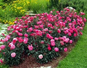 Re-flowering ground cover roses