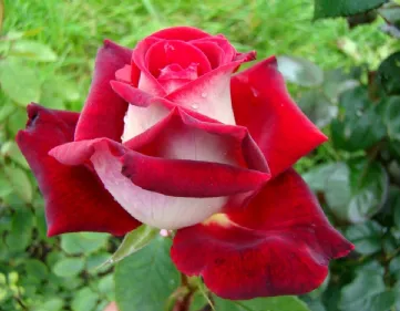 The Osiria rose