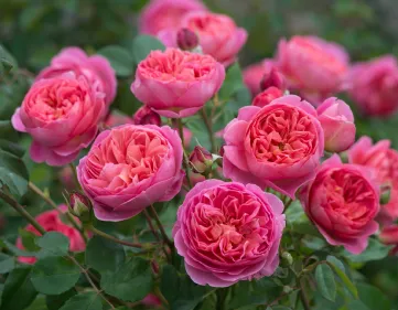 Scented ancient roses