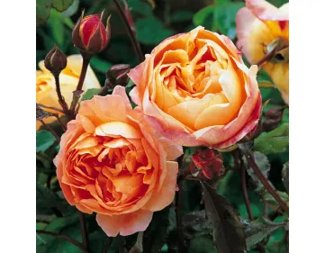 Scented English roses Lady Emma Hamilton