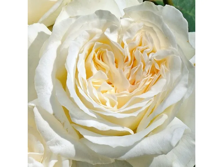 Rose Intea Irina