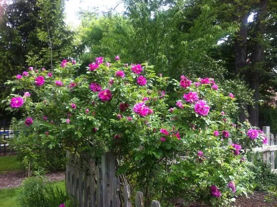 Rose cultivation guide