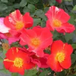 Souvenir de Gilles Villeneuve® rose of the Impressionists