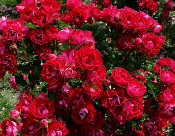Red roses photo