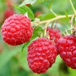 Seasonal red raspberries