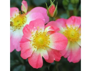 Bienenweide® Bicolor shrub rose