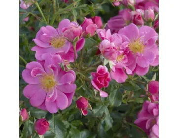 Bienenweide® rosa shrub rose