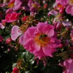 Bienenweide® rosa shrub rose