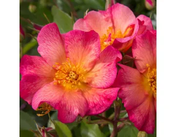 Kampay® shrub rose