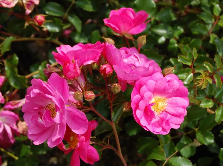https://en.rose.it/img/91/shrub-roses-neon_nen_1586.webp