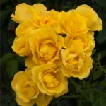 Rayon de Soleil ® shrub rose