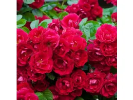 Red Fairy shrub rose