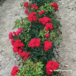 Red Maya ® shrub rose