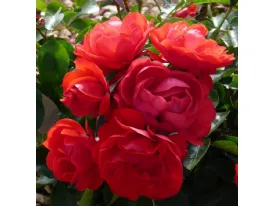 Red Maya ® shrub rose