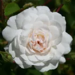 Sea Foam® shrub rose