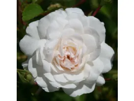 Sea Foam® shrub rose