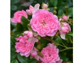 The Fairy shrub rose